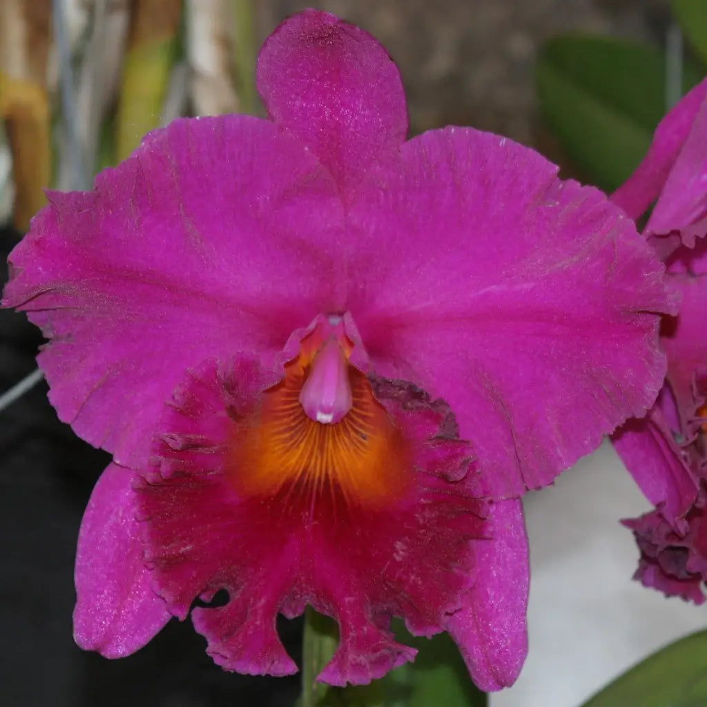 blc cornerstone x hawaiian ruby purple cattleya orchid 4 inch pot