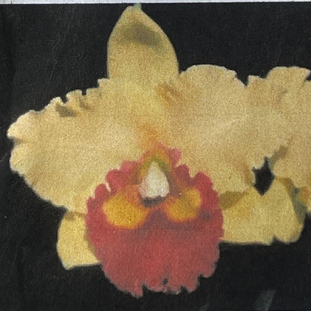 Blc. Dal's Horizon x Duh's Canary orchid in 2.5 inch pot, a Japanese-bred cattleya hybrid known for art-shade yellow to orange blooms and fall to winter flowering.