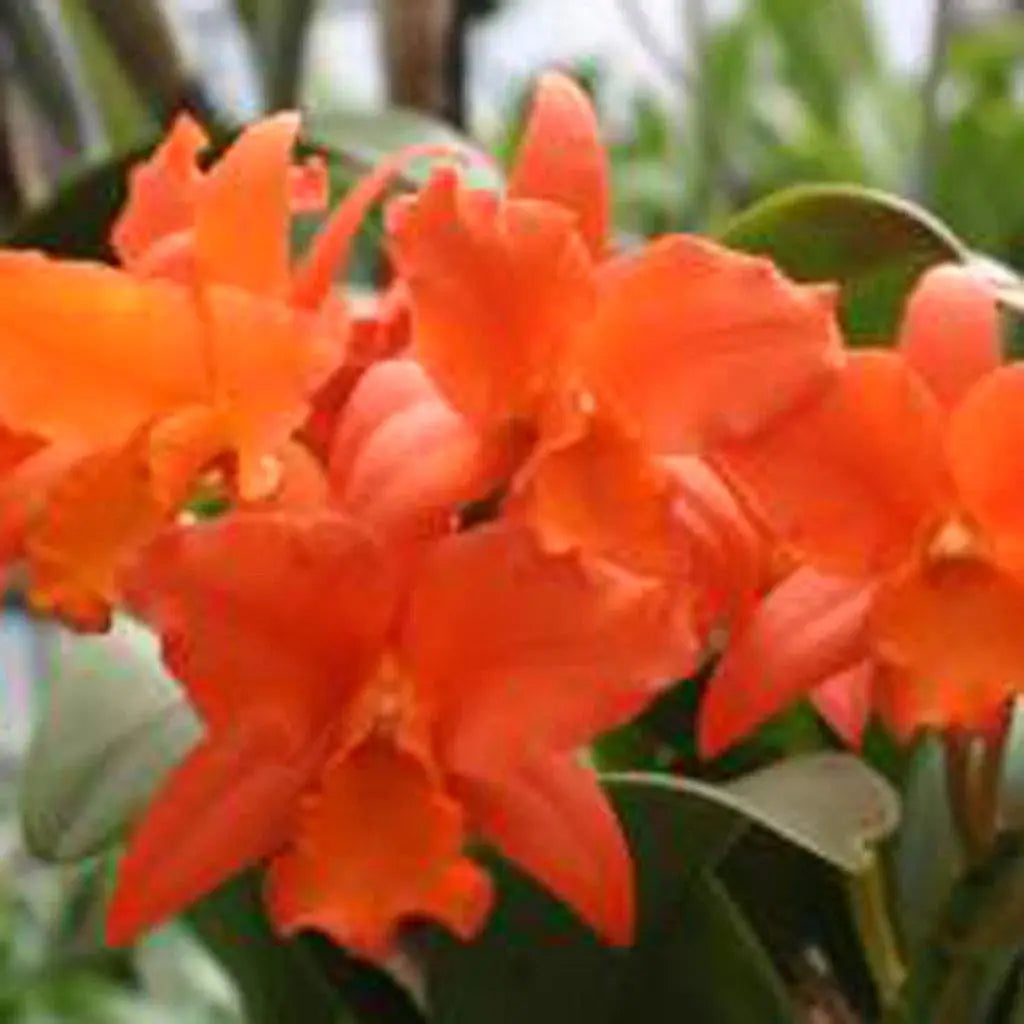 Blc. Dan O&