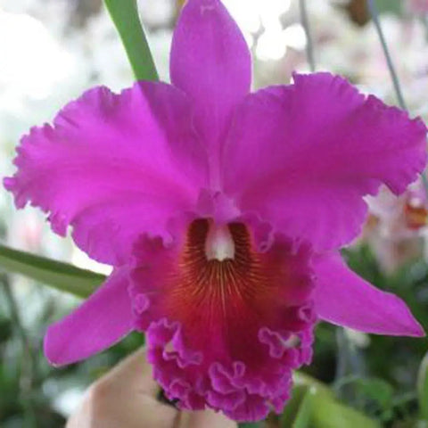 Blc. Norman's Bay `Low' AM, FCC/AOS 6" Pot.