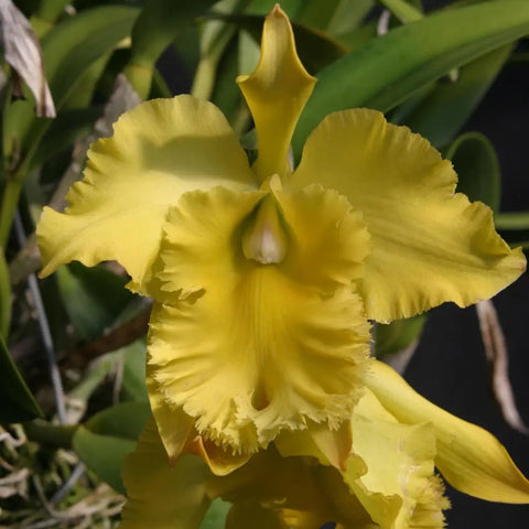 Blc. Ports of Paradise `Green Ching Hua' AM/AOS 2.25" Pot.