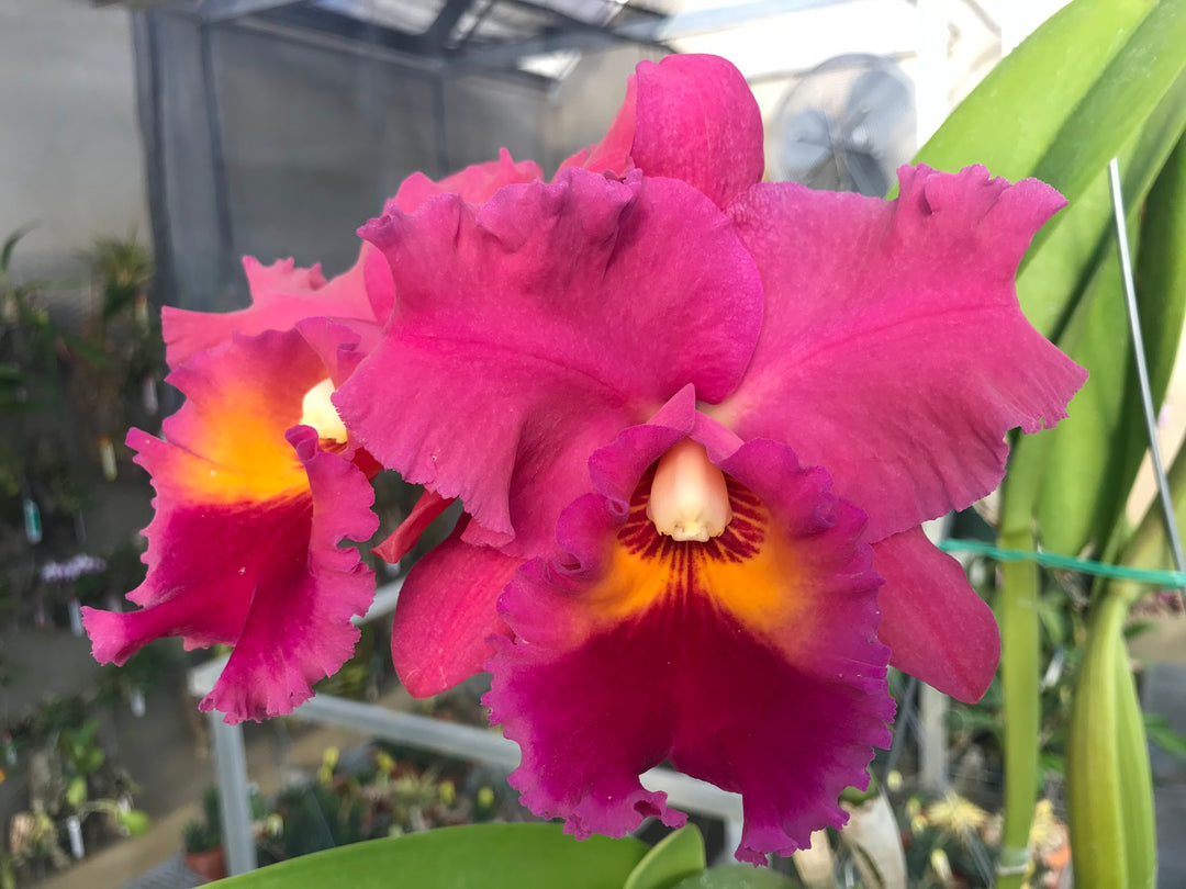 Blc. Brunswick Gem `Sentinel&