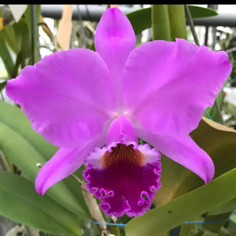 C. labiata rubra (`Orchid Eros’ x `Ching Hua’ AM/AOS) 2 Pot