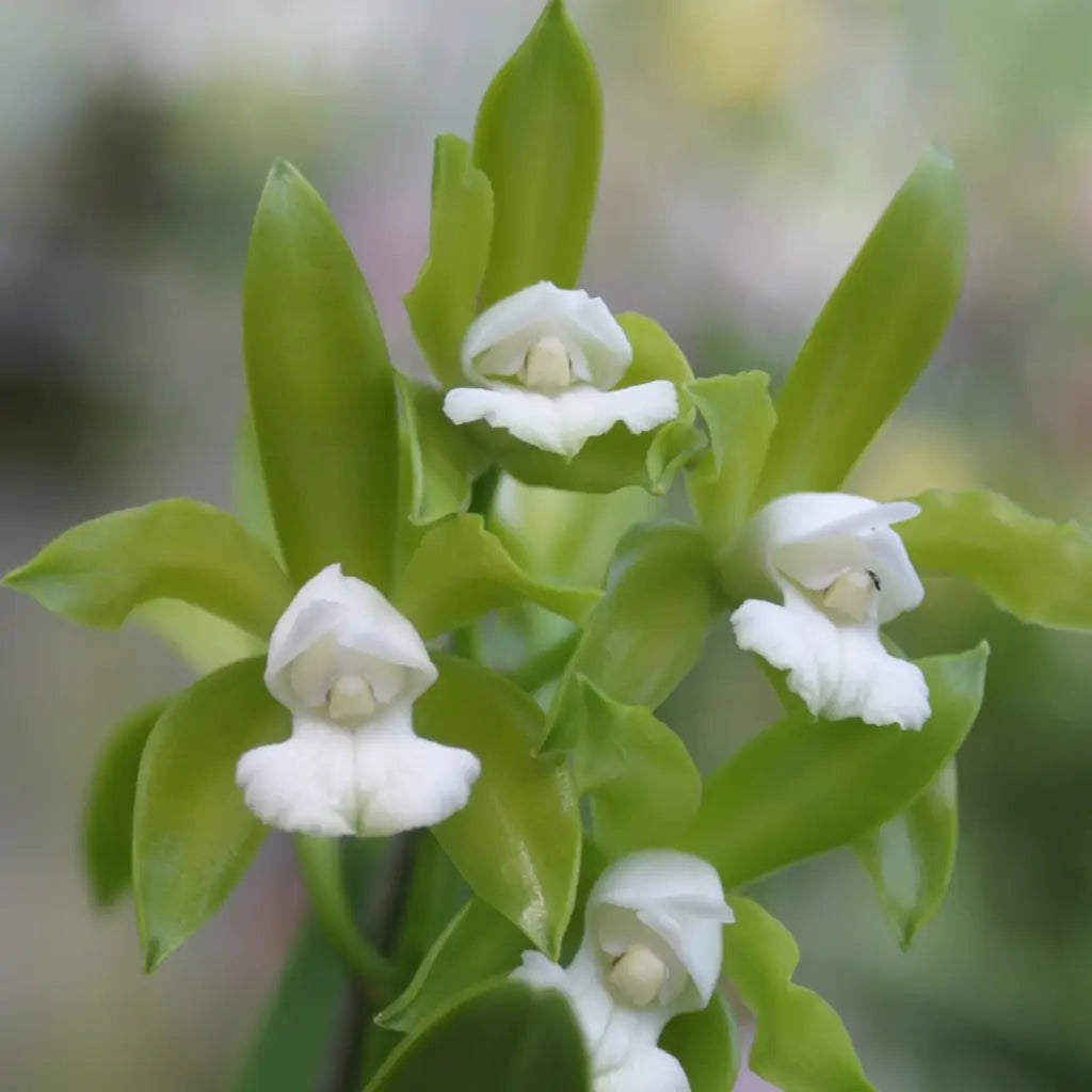 C. tigrina alba (`Too Good’ AM/AOS x self) *Treated Species