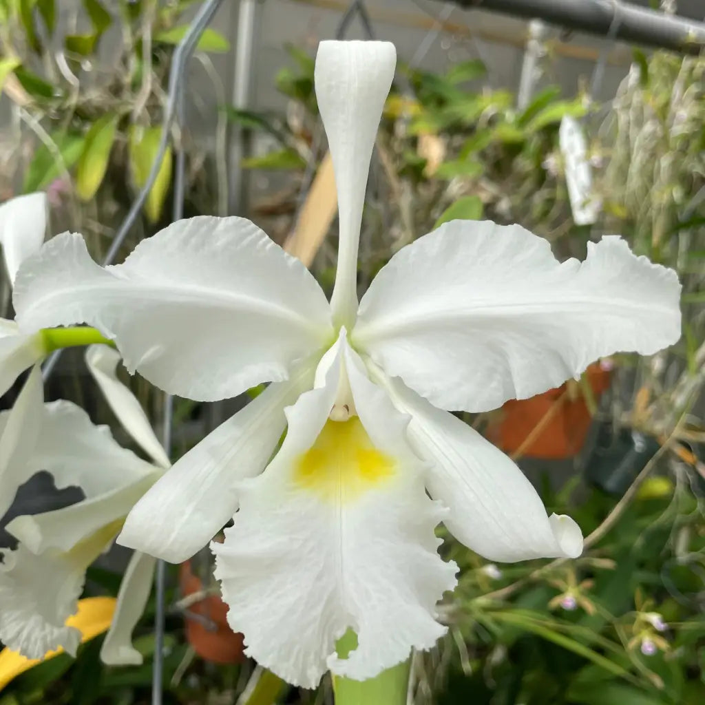 洋蘭原種 C.warcewiczii semi-alba \'Katia\' O.G