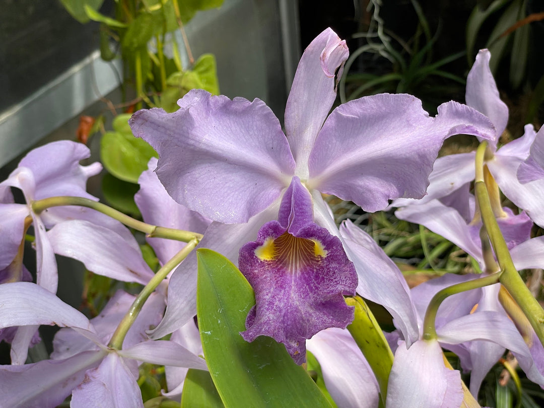 C. warscewiczii coerulea (`Paul&