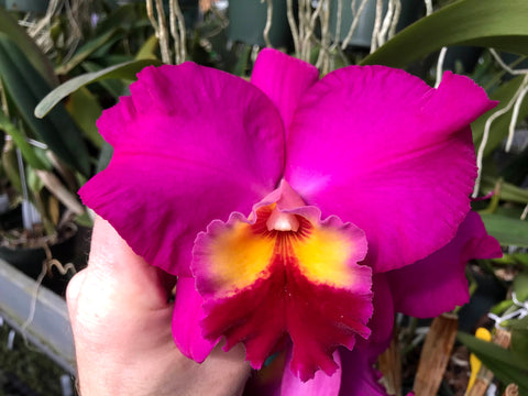 Slc. Fordyce's Finale `Calliope' Original Division #1  Orchid Plant