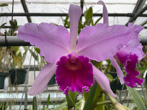 Lc. Canhamiana 4N Classic Cattleya 4" Pot