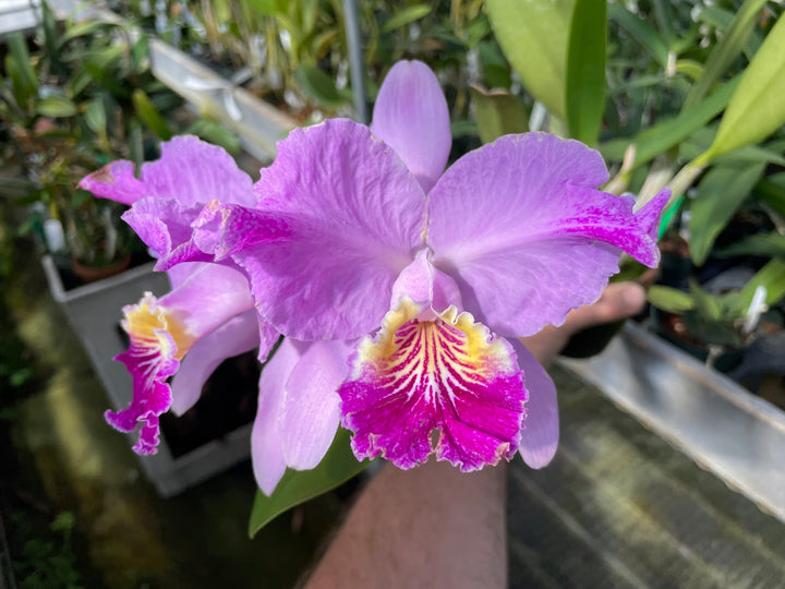 C. lueddemanniana `Celeb&