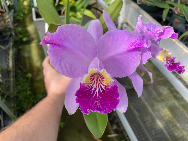 C. lueddemanniana `Celeb&