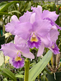 Lc. Hawaiian Blue Sky `Chelsey' Cattleya Orchid Plant DIV #1