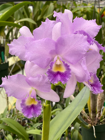 Lc. Hawaiian Blue Sky `Chelsey' Cattleya Orchid Plant DIV #1