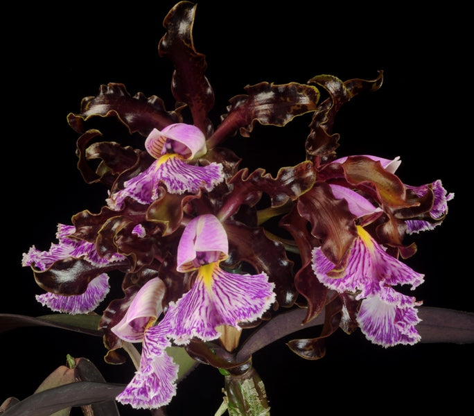 C. schilleriana (`Mu&
