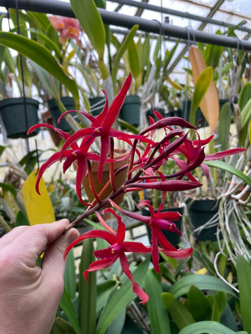 Smbl. CInnamon Crisp `Whirligig' HCC/AOS Original Division Cattleya Orchid Plant DIV #1