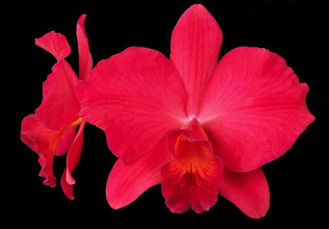 Slc. Circle of Life `Orchid Eros' AM/AOS Original Division #3 Cattleya Orchid Plant