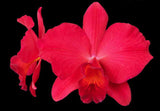 Slc. Circle of Life `Orchid Eros' AM/AOS Original Division #1 Cattleya Orchid Plant