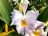 Blc. Dinsmore `Perfection' CCA/SFOS,FCC/AOS Cattleya Orchid Plant DIV #1