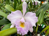 Blc. Dinsmore `Perfection' CCA/SFOS,FCC/AOS Cattleya Orchid Plant DIV #1