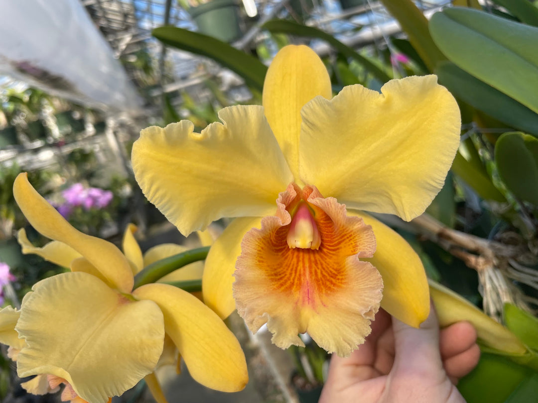 Blc. Donald "Pop Pop" Allen (George King x Golden Slippers) 2.5" Pot