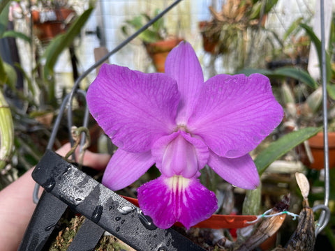 C. walkeriana `Dayne Wenzel' SM/JOGA, HCC/AOS Div #1 Select Species Cattleya Orchid Plant