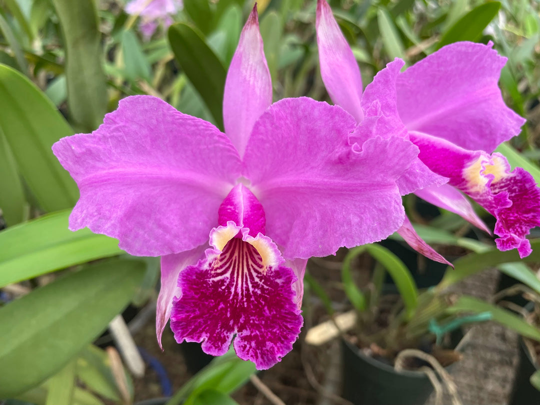 C. lueddemanniana `Eduardo&