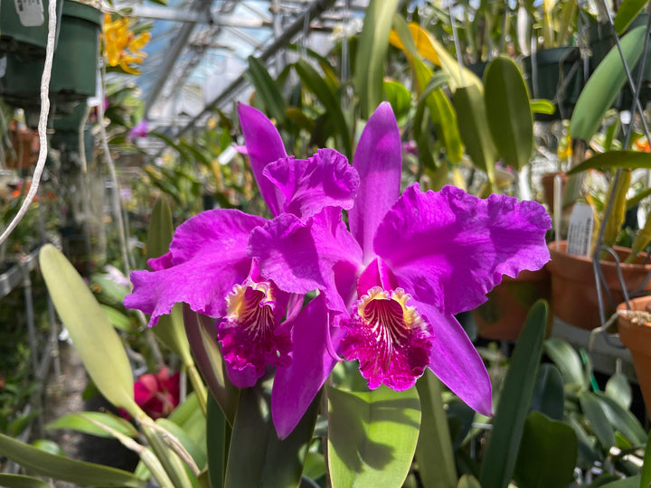 C. lueddemanniana `Eduardo&