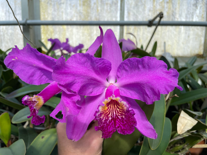 C. lueddemanniana `Eduardo&