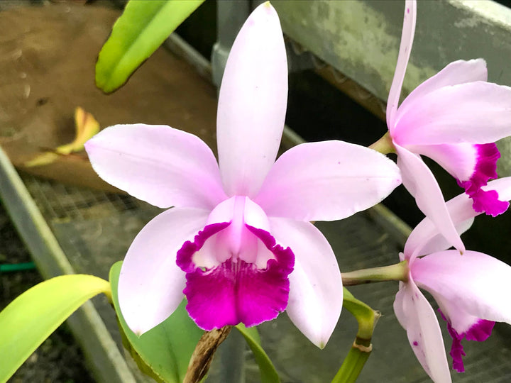 C. intermedia `Elizabeth&