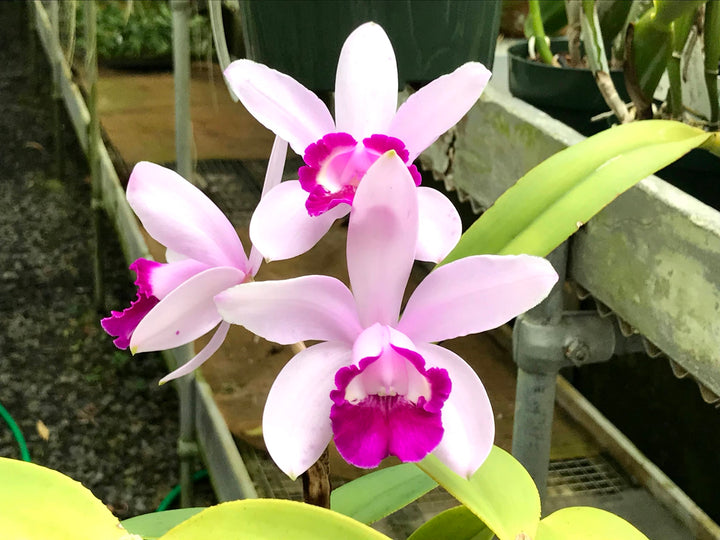 C. intermedia `Elizabeth&