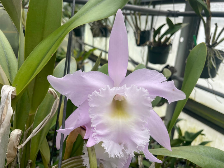 Bc. Empress of Russia `Imperial&