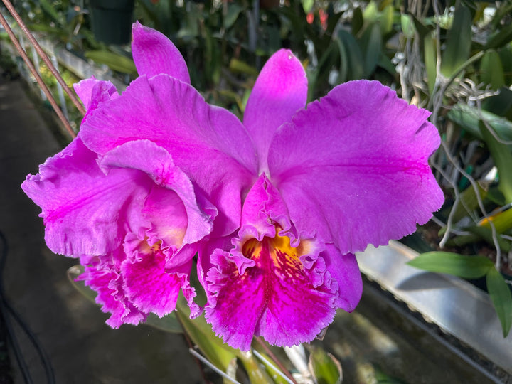 C. mossiae `Wayne&