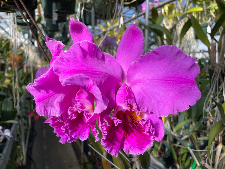 C. mossiae `Wayne&
