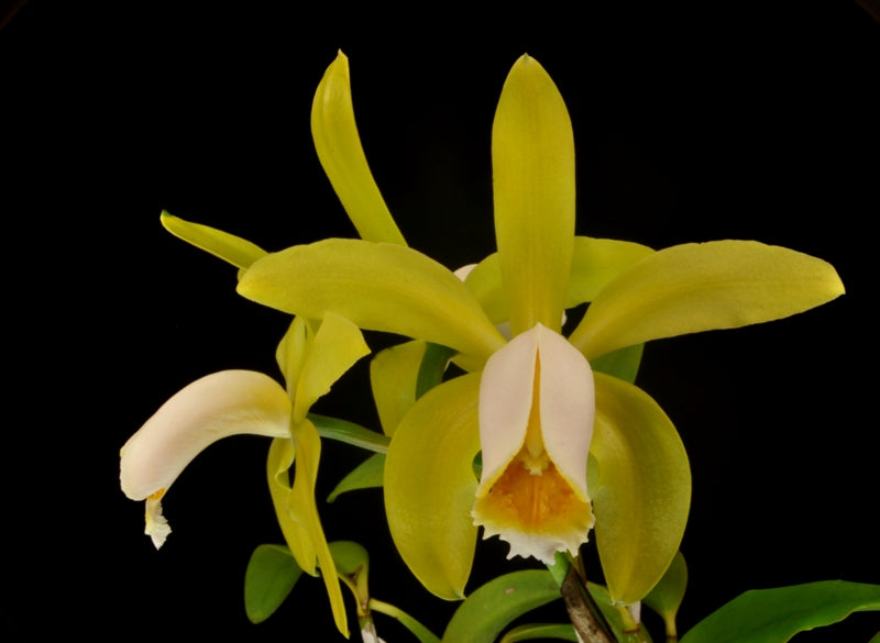 C. Mini-green (tigrina alba x forbesii aurea) Cattleya Orchid Plant 2.25" Pot