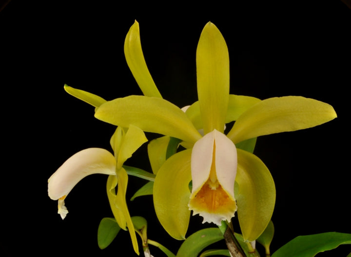 C. Mini-green (tigrina alba x forbesii aurea) Cattleya Orchid Plant 2.25" Pot