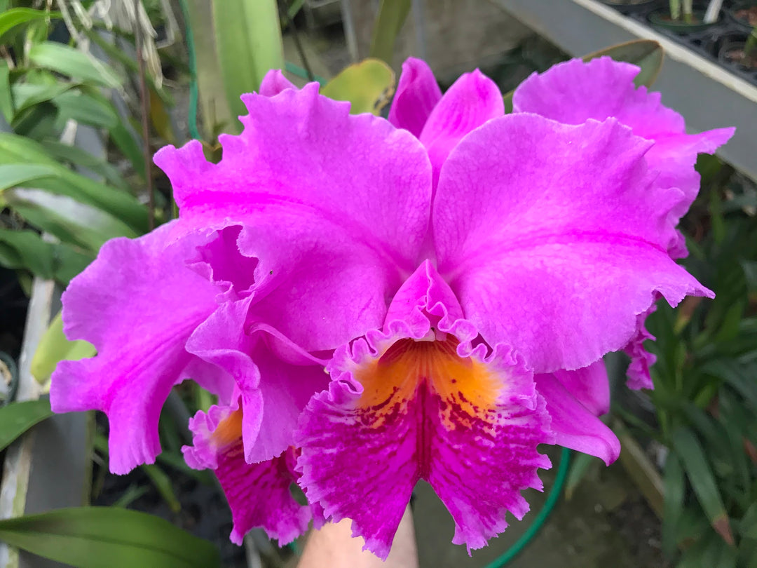 C. mossiae `Wayne&