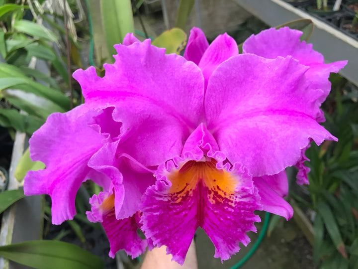 C. mossiae `Wayne&