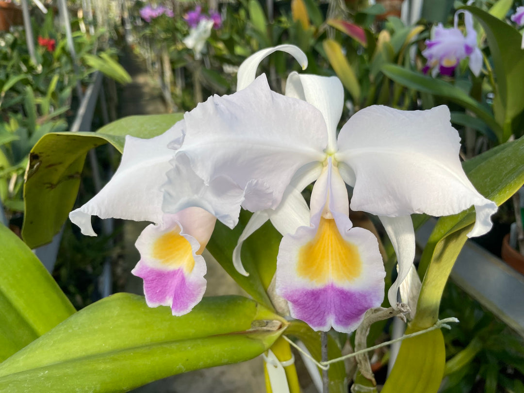 C. trianaei coerulea `Galicia&