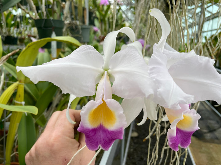 C. trianaei coerulea `Galicia&