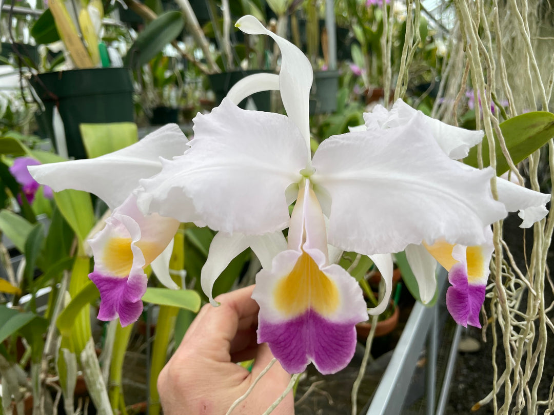 C. trianaei coerulea `Galicia&