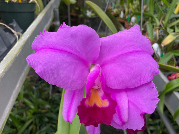C. trianaei `Gimme Shelter&
