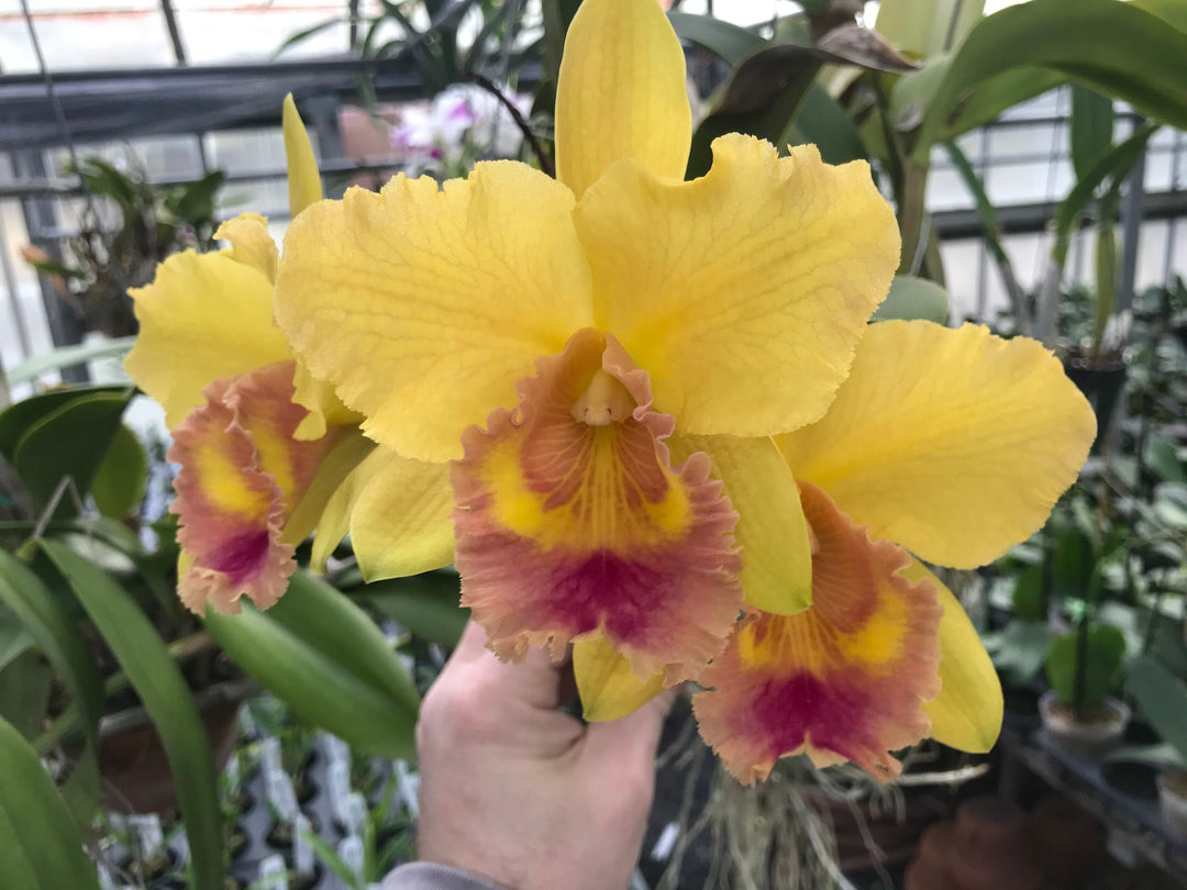 Blc. `Golden Fringe&