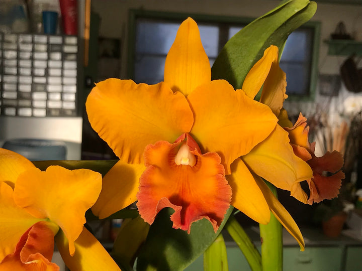 Blc. Hunabu Esmeralda `Golden Jade&