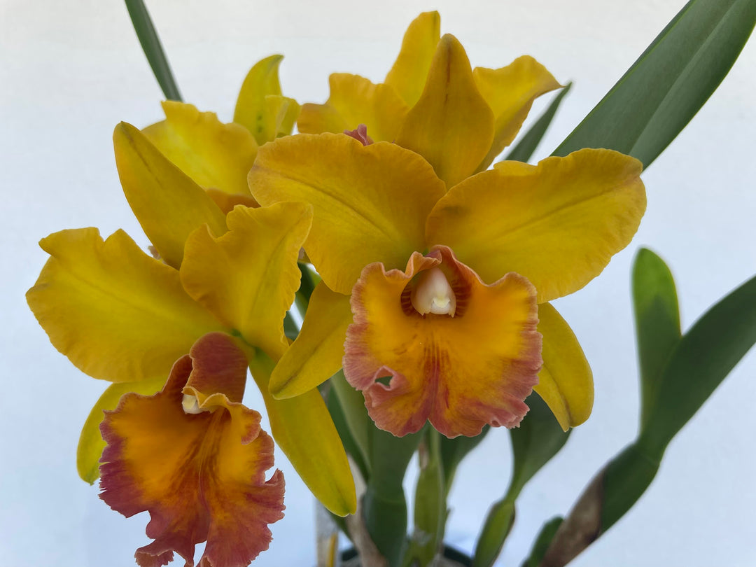 Blc. Hunabu Esmeralda `Golden Jade&