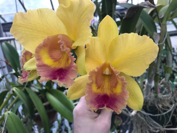 Blc. `Golden Fringe&