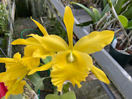Blc. Ports of Paradise `Golden Ruffles&