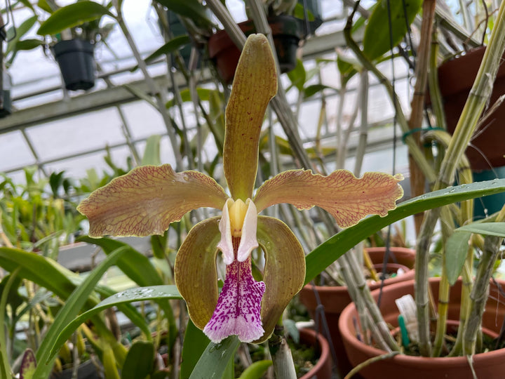 C. (granulosa `Linwood&