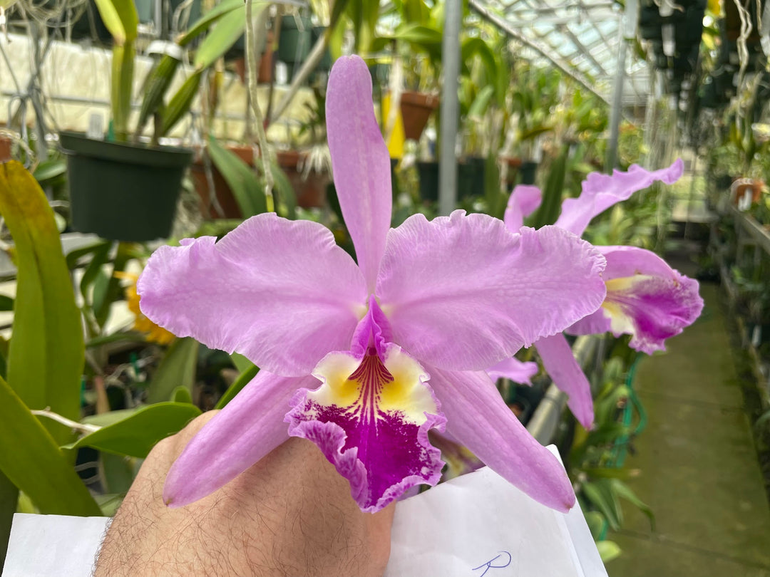 C. warscewiczii `Halo&