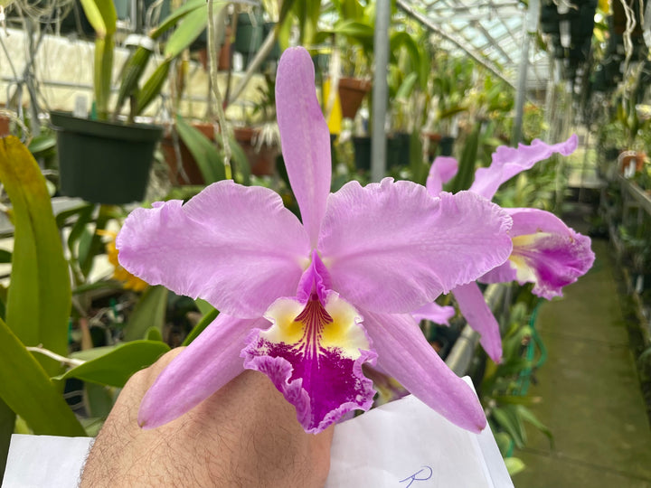 C. warscewiczii `Halo&