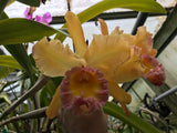 Blc. Harlequin `Act 1' AM/AOS Division #1 Meristem Cattleya Orchid Plant