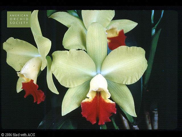 Pot. Helen Blaser `Patricia&